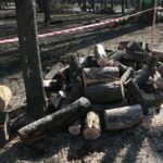 02.03.2021. Kielce. Wycięte drzewa w Parku Miejskim / Wiktor Taszłow / Radio Kielce