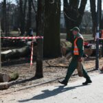 02.03.2021. Kielce. Wycięte drzewa w Parku Miejskim / Wiktor Taszłow / Radio Kielce