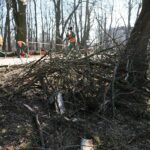 02.03.2021. Kielce. Wycięte drzewa w Parku Miejskim / Wiktor Taszłow / Radio Kielce