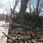 02.03.2021. Kielce. Wycięte drzewa w Parku Miejskim / Wiktor Taszłow / Radio Kielce