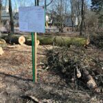 02.03.2021. Kielce. Wycięte drzewa w Parku Miejskim / Wiktor Taszłow / Radio Kielce