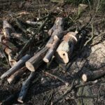 02.03.2021. Kielce. Wycięte drzewa w Parku Miejskim / Wiktor Taszłow / Radio Kielce