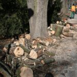 02.03.2021. Kielce. Wycięte drzewa w Parku Miejskim / Wiktor Taszłow / Radio Kielce