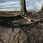 02.03.2021. Kielce. Wycięte drzewa w Parku Miejskim / Wiktor Taszłow / Radio Kielce