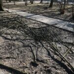 02.03.2021. Kielce. Wycięte drzewa w Parku Miejskim / Wiktor Taszłow / Radio Kielce