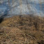 02.03.2021. Kielce. Wycięte drzewa w Parku Miejskim / Wiktor Taszłow / Radio Kielce