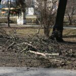 02.03.2021. Kielce. Wycięte drzewa w Parku Miejskim / Wiktor Taszłow / Radio Kielce