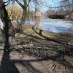 02.03.2021. Kielce. Wycięte drzewa w Parku Miejskim / Wiktor Taszłow / Radio Kielce