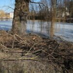 02.03.2021. Kielce. Wycięte drzewa w Parku Miejskim / Wiktor Taszłow / Radio Kielce