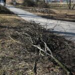 02.03.2021. Kielce. Wycięte drzewa w Parku Miejskim / Wiktor Taszłow / Radio Kielce