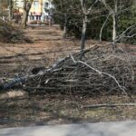 02.03.2021. Kielce. Wycięte drzewa w Parku Miejskim / Wiktor Taszłow / Radio Kielce