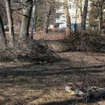 02.03.2021. Kielce. Wycięte drzewa w Parku Miejskim / Wiktor Taszłow / Radio Kielce