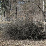 02.03.2021. Kielce. Wycięte drzewa w Parku Miejskim / Wiktor Taszłow / Radio Kielce