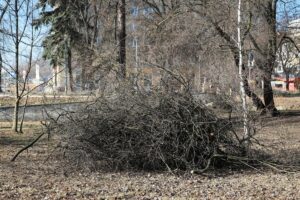 02.03.2021. Kielce. Wycięte drzewa w Parku Miejskim / Wiktor Taszłow / Radio Kielce