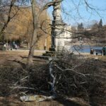 02.03.2021. Kielce. Wycięte drzewa w Parku Miejskim / Wiktor Taszłow / Radio Kielce
