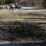 02.03.2021. Kielce. Wycięte drzewa w Parku Miejskim / Wiktor Taszłow / Radio Kielce