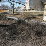 02.03.2021. Kielce. Wycięte drzewa w Parku Miejskim / Wiktor Taszłow / Radio Kielce