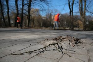 02.03.2021. Kielce. Wycięte drzewa w Parku Miejskim / Wiktor Taszłow / Radio Kielce