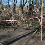 02.03.2021. Kielce. Wycięte drzewa w Parku Miejskim / Wiktor Taszłow / Radio Kielce