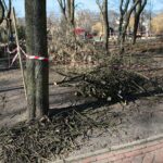 02.03.2021. Kielce. Wycięte drzewa w Parku Miejskim / Wiktor Taszłow / Radio Kielce