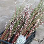 14.03.2021. Kielce. Stroiki świąteczne na bazarach / Wiktor Taszłow / Radio Kielce