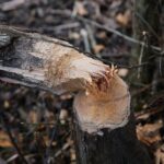 15.03.2021. Kielce. Zalew. Zniszczenia dokonane przez bobry / Wiktor Taszłow / Radio Kielce