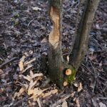 15.03.2021. Kielce. Zalew. Zniszczenia dokonane przez bobry / Wiktor Taszłow / Radio Kielce