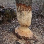 15.03.2021. Kielce. Zalew. Zniszczenia dokonane przez bobry / Wiktor Taszłow / Radio Kielce