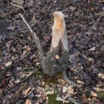 15.03.2021. Kielce. Zalew. Zniszczenia dokonane przez bobry / Wiktor Taszłow / Radio Kielce