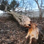 15.03.2021. Kielce. Zalew. Zniszczenia dokonane przez bobry / Wiktor Taszłow / Radio Kielce