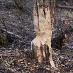 15.03.2021. Kielce. Zalew. Zniszczenia dokonane przez bobry / Wiktor Taszłow / Radio Kielce