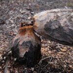 15.03.2021. Kielce. Zalew. Zniszczenia dokonane przez bobry / Wiktor Taszłow / Radio Kielce