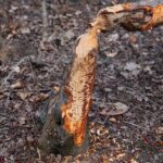 15.03.2021. Kielce. Zalew. Zniszczenia dokonane przez bobry / Wiktor Taszłow / Radio Kielce