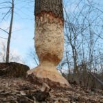 15.03.2021. Kielce. Zalew. Zniszczenia dokonane przez bobry / Wiktor Taszłow / Radio Kielce