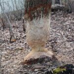 15.03.2021. Kielce. Zalew. Zniszczenia dokonane przez bobry / Wiktor Taszłow / Radio Kielce