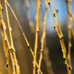 15.03.2021. Kielce. Pierwsze oznaki wiosny w Ogrodzie Botanicznym / Wiktor Taszłow / Radio Kielce