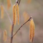 15.03.2021. Kielce. Pierwsze oznaki wiosny w Ogrodzie Botanicznym / Wiktor Taszłow / Radio Kielce