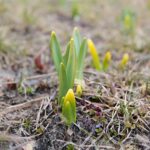 15.03.2021. Kielce. Pierwsze oznaki wiosny w Ogrodzie Botanicznym / Wiktor Taszłow / Radio Kielce