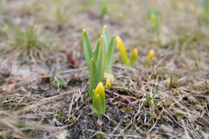 15.03.2021. Kielce. Pierwsze oznaki wiosny w Ogrodzie Botanicznym / Wiktor Taszłow / Radio Kielce