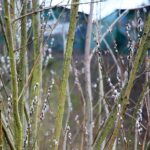 15.03.2021. Kielce. Pierwsze oznaki wiosny w Ogrodzie Botanicznym / Wiktor Taszłow / Radio Kielce