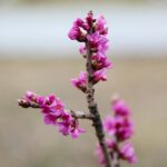 15.03.2021. Kielce. Pierwsze oznaki wiosny w Ogrodzie Botanicznym / Wiktor Taszłow / Radio Kielce