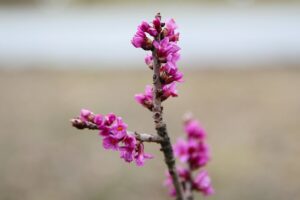 15.03.2021. Kielce. Pierwsze oznaki wiosny w Ogrodzie Botanicznym / Wiktor Taszłow / Radio Kielce