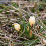 15.03.2021. Kielce. Pierwsze oznaki wiosny w Ogrodzie Botanicznym / Wiktor Taszłow / Radio Kielce