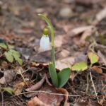 15.03.2021. Kielce. Pierwsze oznaki wiosny w Ogrodzie Botanicznym / Wiktor Taszłow / Radio Kielce