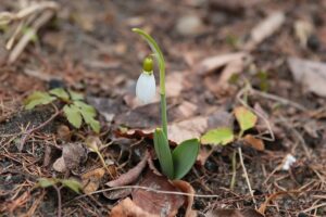 15.03.2021. Kielce. Pierwsze oznaki wiosny w Ogrodzie Botanicznym / Wiktor Taszłow / Radio Kielce