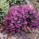 15.03.2021. Kielce. Pierwsze oznaki wiosny w Ogrodzie Botanicznym / Wiktor Taszłow / Radio Kielce