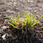 15.03.2021. Kielce. Pierwsze oznaki wiosny w Ogrodzie Botanicznym / Wiktor Taszłow / Radio Kielce