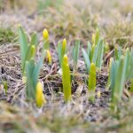 15.03.2021. Kielce. Pierwsze oznaki wiosny w Ogrodzie Botanicznym / Wiktor Taszłow / Radio Kielce