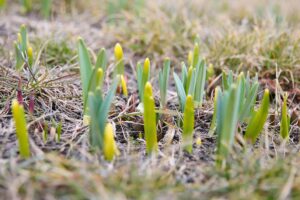 15.03.2021. Kielce. Pierwsze oznaki wiosny w Ogrodzie Botanicznym / Wiktor Taszłow / Radio Kielce