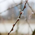 15.03.2021. Kielce. Pierwsze oznaki wiosny w Ogrodzie Botanicznym / Wiktor Taszłow / Radio Kielce